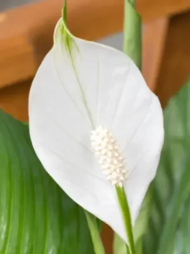 COMO PLANTAR LÍRIO DA PAZ EM VASO DA MANEIRA FÁCIL E SIMPLES