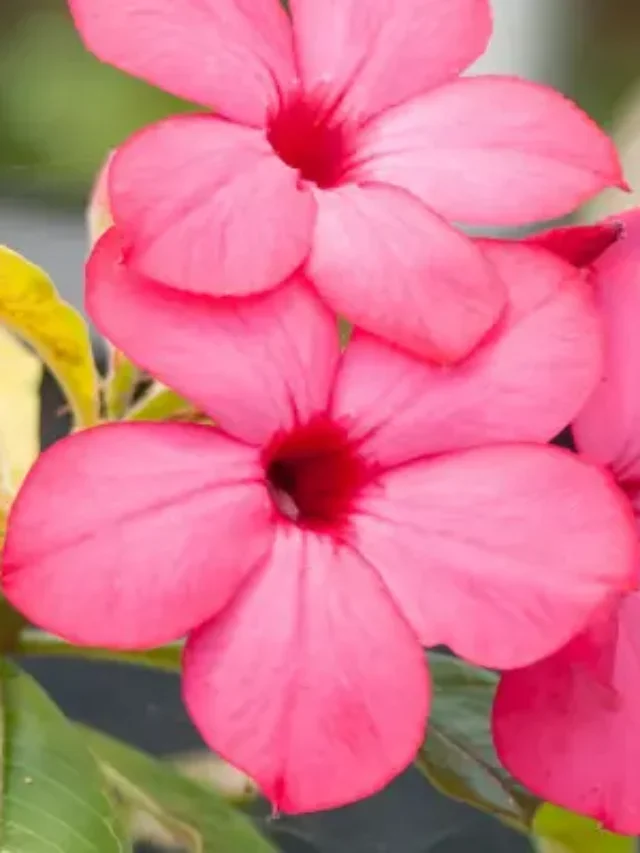 ROSA DO DESERTO APRENDA A FAZER MUDA CORRETAMENTE