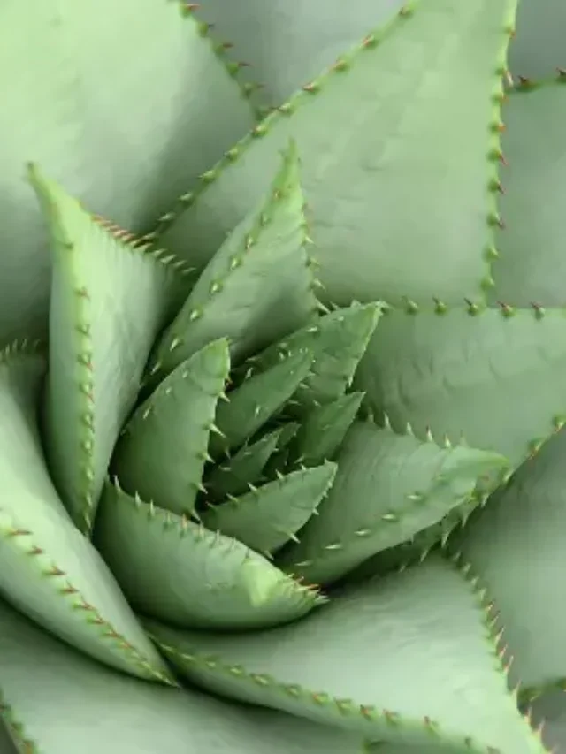 SUCULENTAS EM VASO DESCUBRA COMO PLANTAR E CULTIVAR