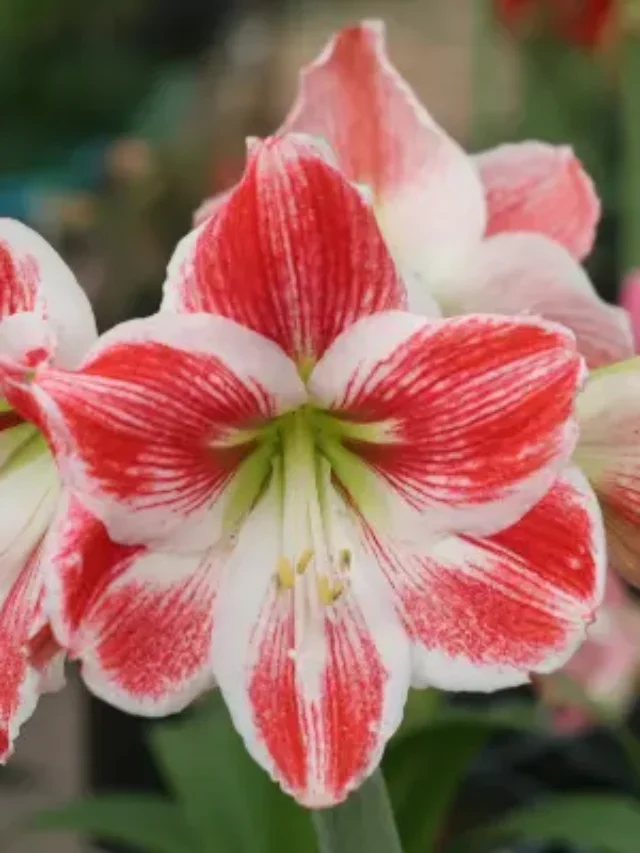 AMARÍLIS SAIBA COMO PLANTAR E FAZER FLORIR BASTANTE