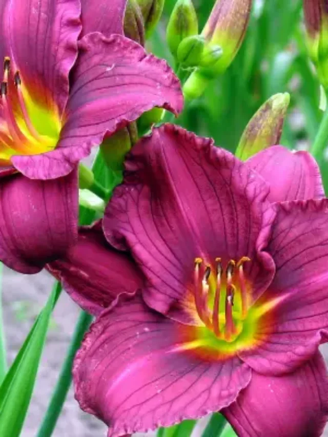 ORQUÍDEA GRAPETTE CONHEÇA E SAIBA COMO CULTIVAR DA MANEIRA CORRETA