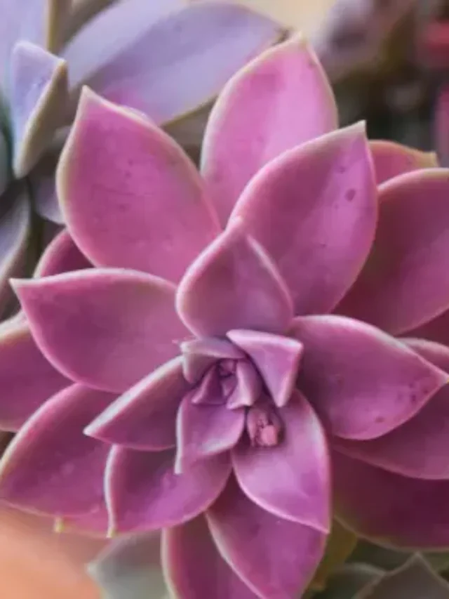 QUER SUCULENTAS CRESCENDO RÁPIDO? ENTÃO APRENDA ESTA TÉCNICA