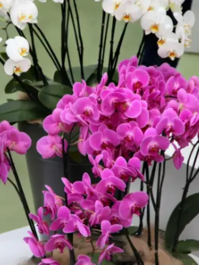 ORQUÍDEAS APRENDA COMO MUDAR DE VASO DO JEITO CERTO