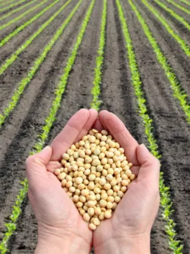 AGRICULTURA DO BRASIL CONHEÇA AS REGIÕES MAIS PRODUTIVAS