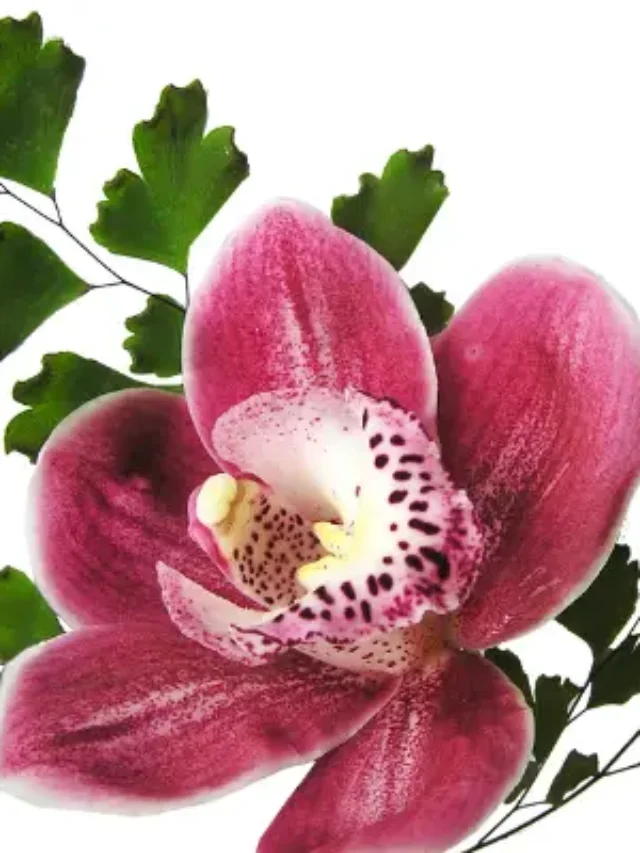 ORQUÍDEAS COMO CULTIVAR E FAZER FLORIR RAPIDAMENTE