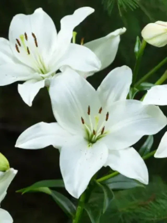 LÍRIO DO VENTO CONFIRA ESTE GUIA COMPLETO DE COMO CULTIVAR