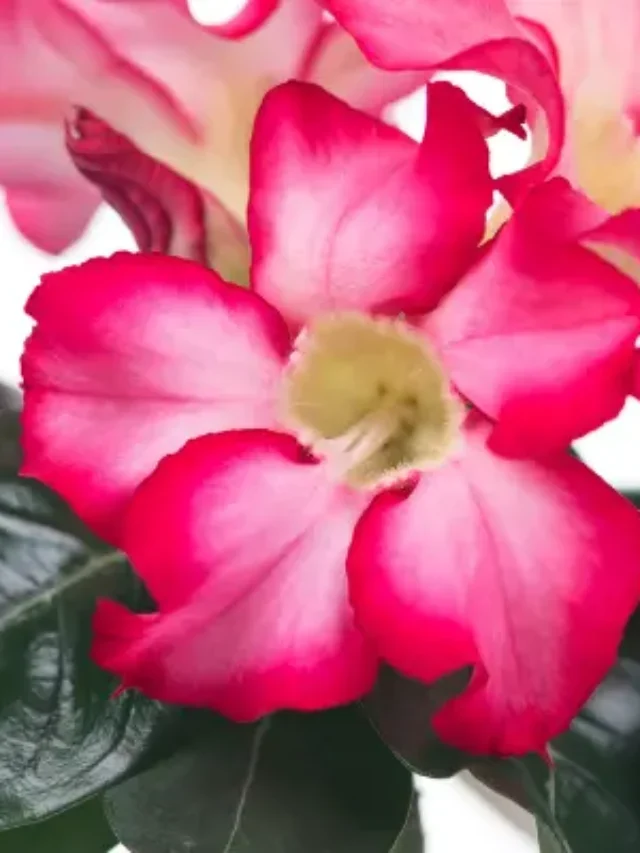 ROSA DO DESERTO DESCUBRA COMO PODAR CORRETAMENTE