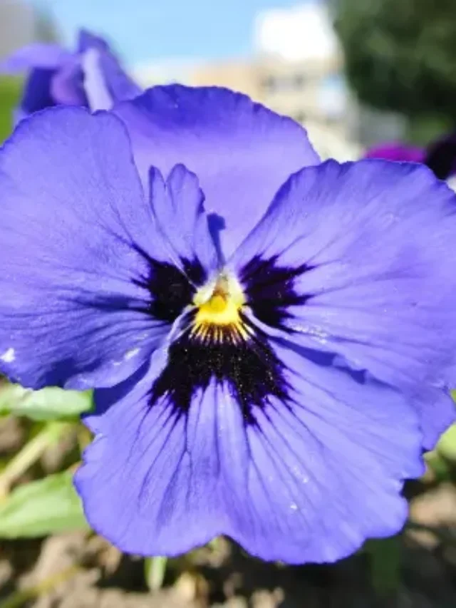 VIOLETAS VEJA A INCRÍVEL TÉCNICA DE COMO PLANTAR CORRETAMENTE