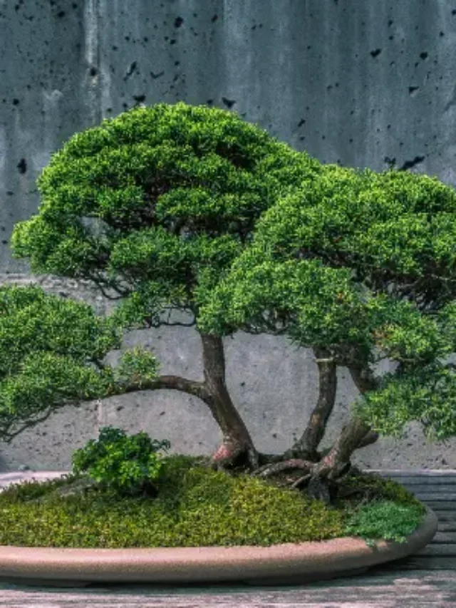 BONSAI DESCUBRA COMO PLANTAR DA MANEIRA CORRETA