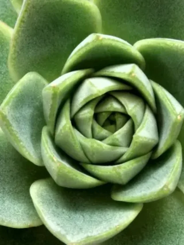 SUCULENTAS SAIBA AGORA COMO PLANTAR DA FORMA CORRETA