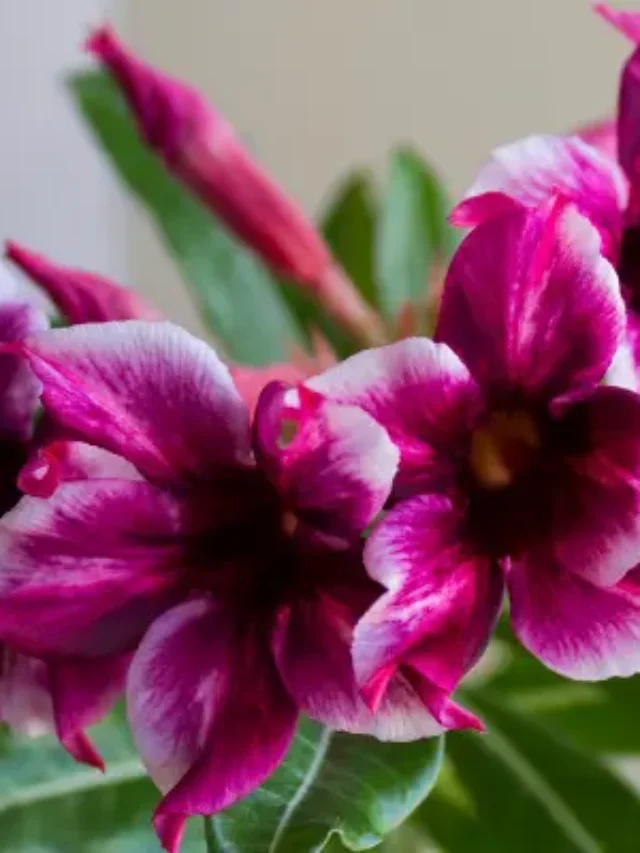 CONHEÇA A ROSA DO DESERTO VIÚVA NEGRA E SAIBA COMO CUIDAR CORRETAMENTE