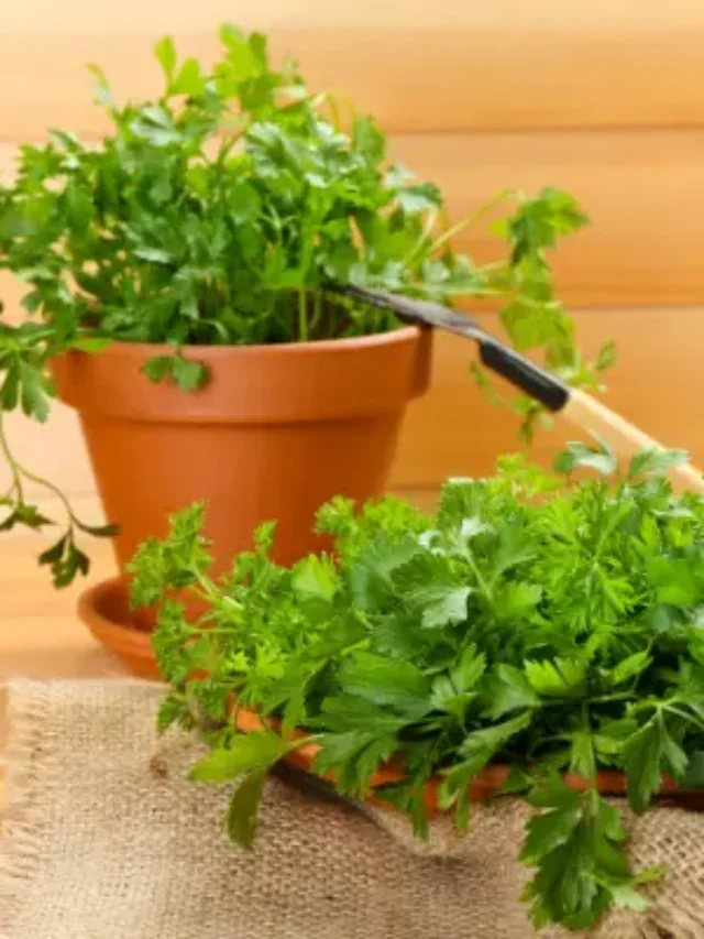 SALSINHA DESCUBRA MANEIRA CORRETA DE PLANTAR EM VASO