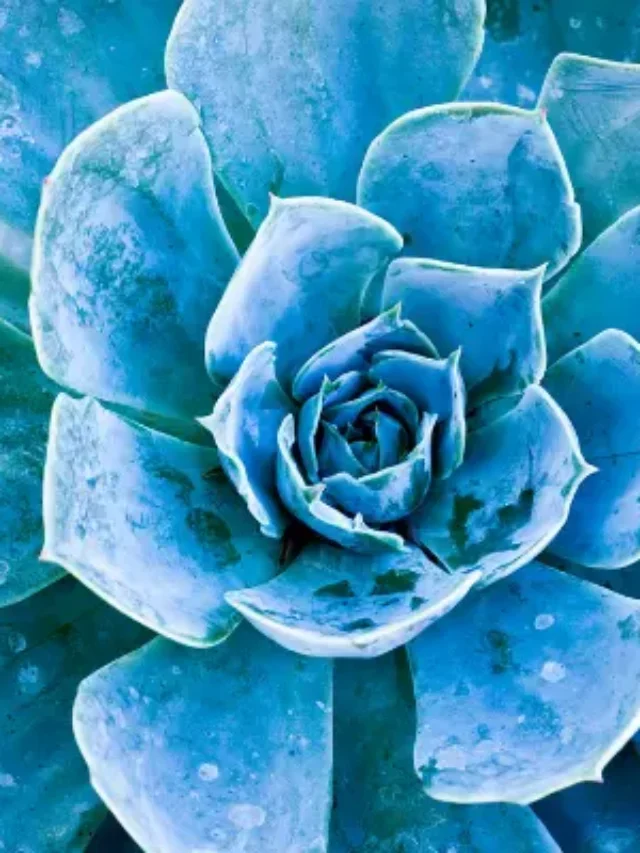 SUCULENTAS DESCUBRA O QUE SÃO MITOS E VERDADES? DESCUBRA AGORA