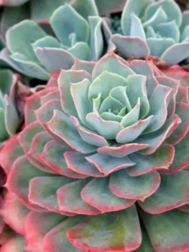 SUCULENTAS APRENDA A PREPARAR O AMBIENTE PARA O CULTIVO