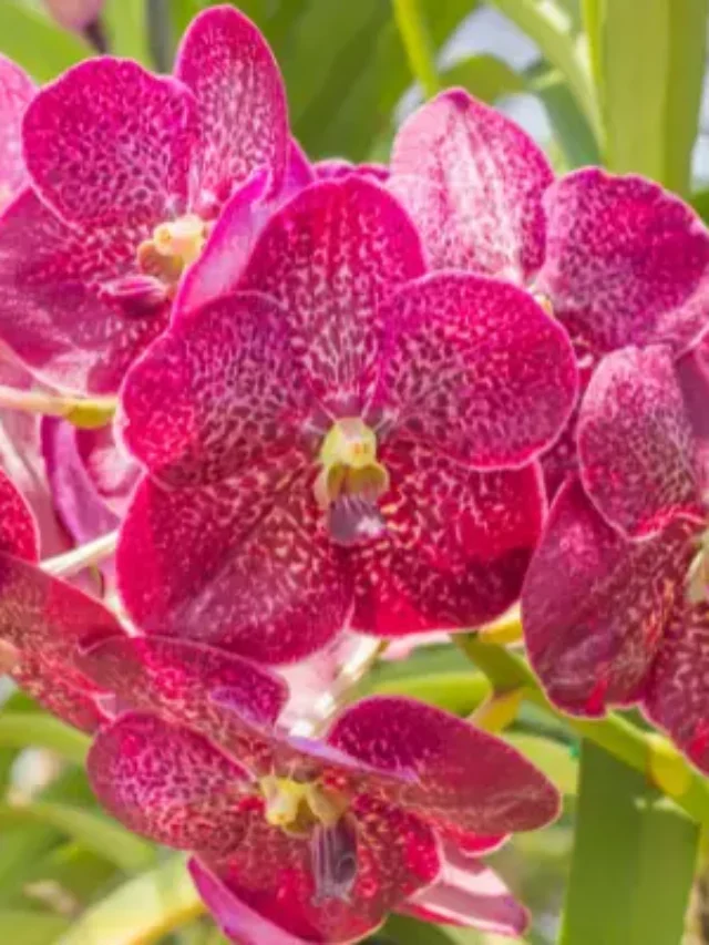 ORQUÍDEA VANDA CONHEÇA E SAIBA COMO PLANTAR DO JEITO FÁCIL