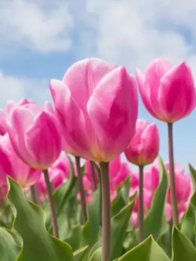 TULIPAS APRENDA COMO PLANTAR EM VASO CORRETAMENTE
