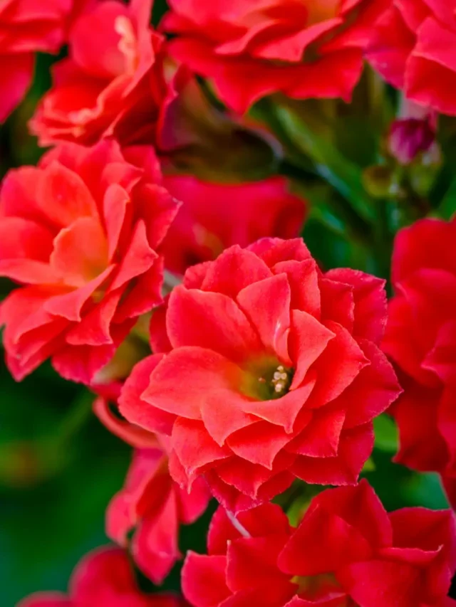 FLOR DA FELICIDADE PERFEITA APRENDA COMO PLANTAR DA FORMA CORRETA