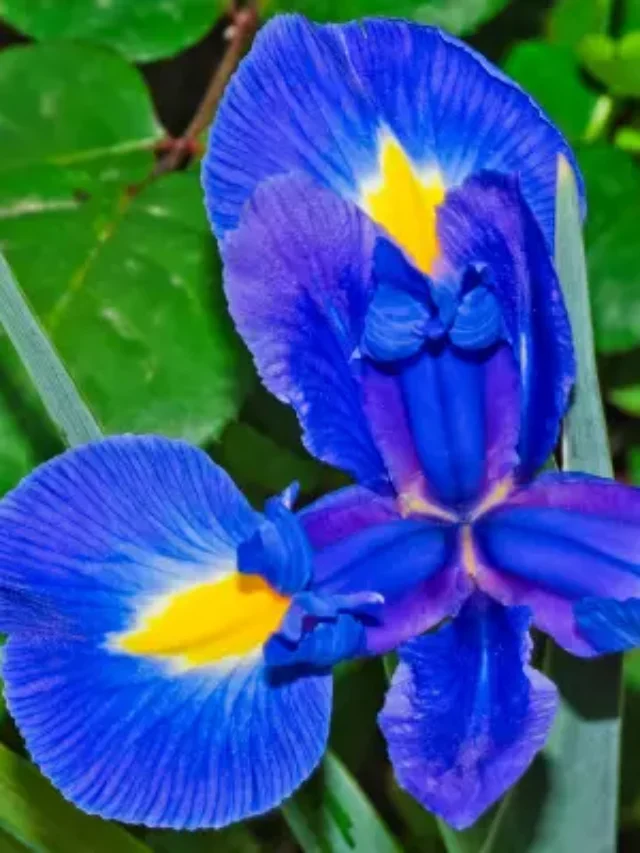 CONHEÇA A LINDA PLANTA ÍRIS AZUL E SAIBA TUDO SOBRE ELA