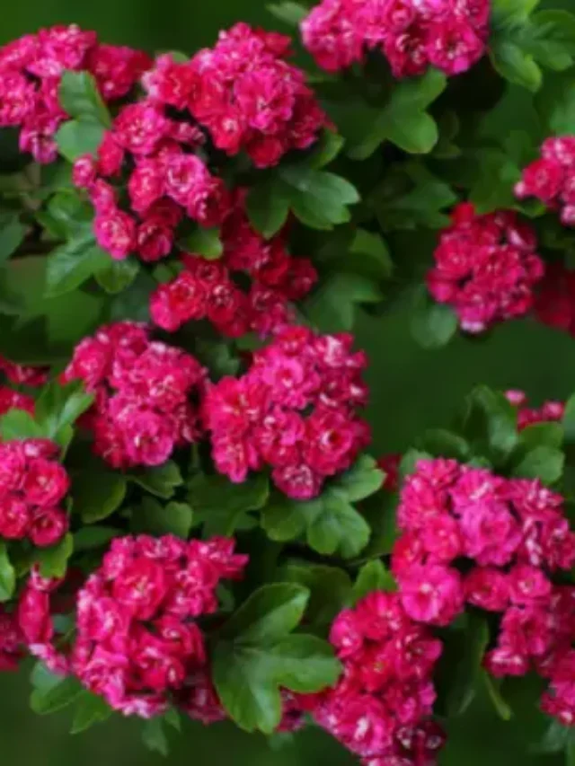 CONHEÇA A PLANTA PRIMAVERA E APRENDA A CULTIVAR EM VASO