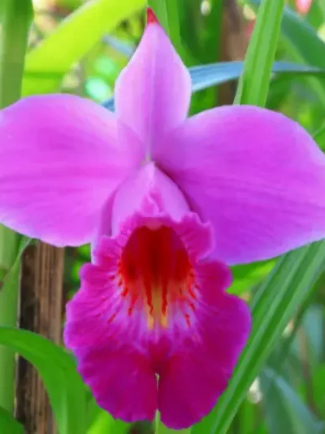 ORQUÍDEA ARUNDINA ENTENDA POR QUE ELA É MUITO DESEJADA