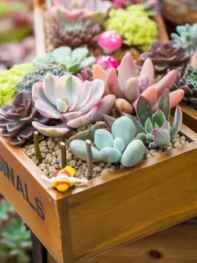 MINI JARDIM DE SUCULENTAS FAÇA VOCÊ MESMO DE FORMA SIMPLES