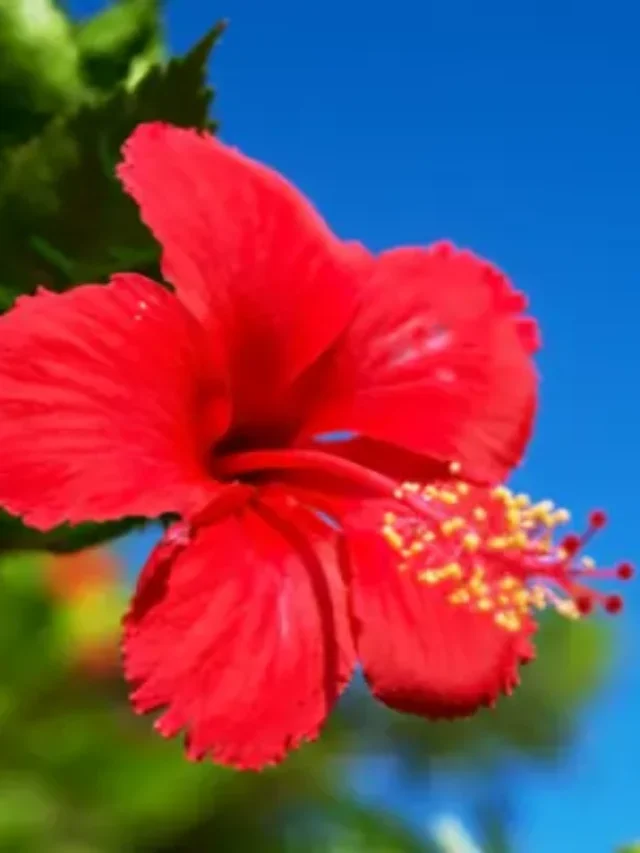 INCRÍVEL PASSO A PASSO PARA CULTIVAR LINDOS HIBISCOS EM SEU JARDIM