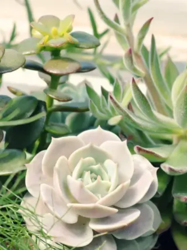 SUCULENTAS PENDENTES SAIBA COMO CULTIVAR DA MANEIRA CORRETA