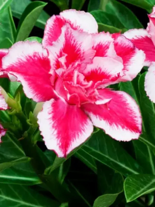 R0SA DO DESERTO  DESCUBRA COMO PLANTAR CORRETAMENTE