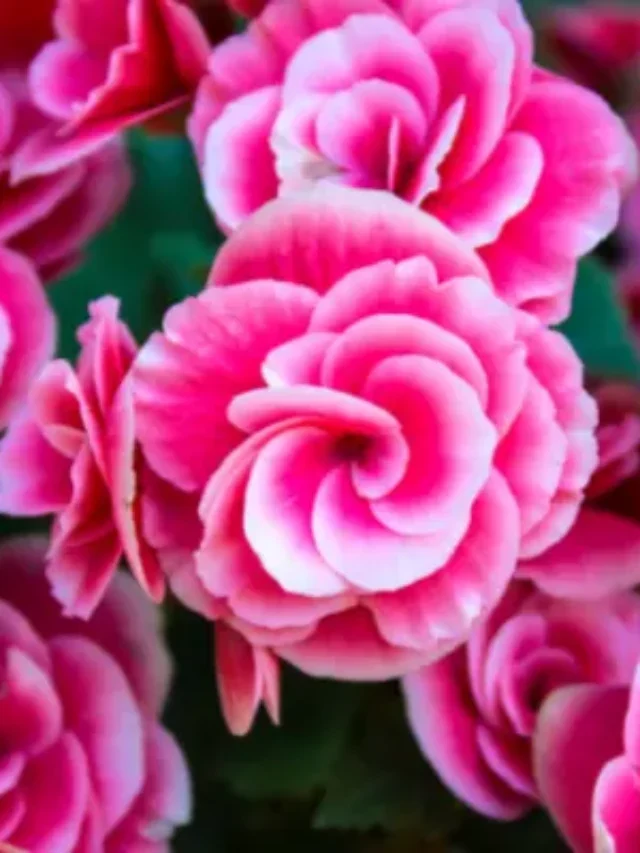 BEGÔNIA COMO CULTIVAR NO JARDIM E FAZER FLORIR MUITO