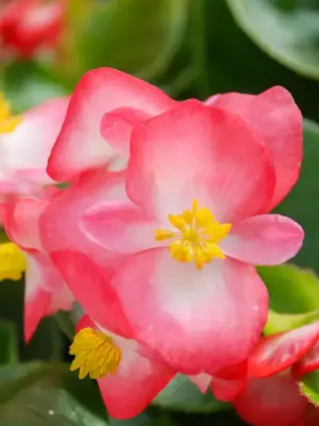FLORES PARA PRESENTE DESCUBRA COMO ESCOLHER CORRETAMENTE