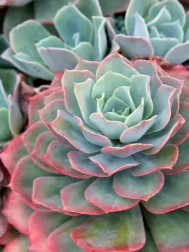 CONHEÇAS AS SUCULENTAS COLORIDAS E SAIBA COMO PLANTAR