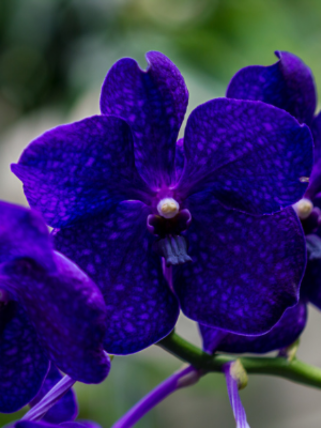 ORQUÍDEA AZUL CONHEÇA E SAIBA COMO CULTIVAR DA MANEIRA CORRETA