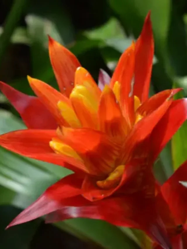 LINDA BROMÉLIA DESCUBRA COMO CULTIVAR CORRETAMENTE