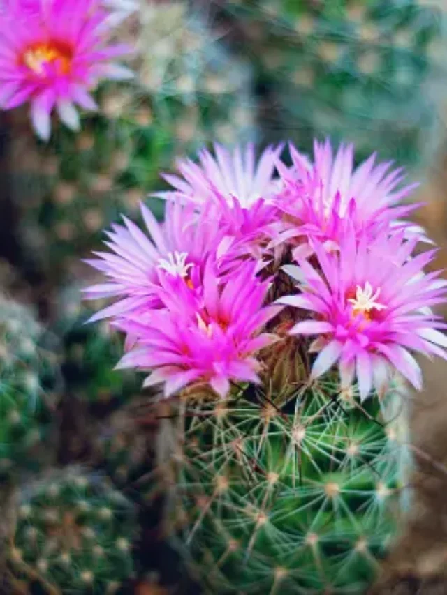 VOCÊ CONHECE O CACTO AMENDOIM? ENTÃO SAIBA TUDO SOBRE ELE