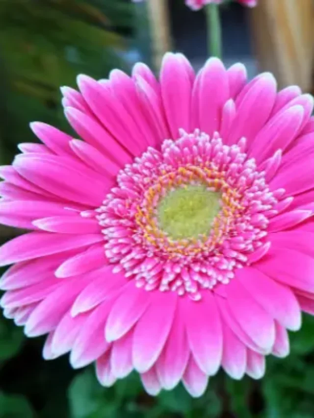 VOCÊ JÁ OUVIU FALAR NA FLOR DE GÉRBERA? CONFIRA TUDO AQUI