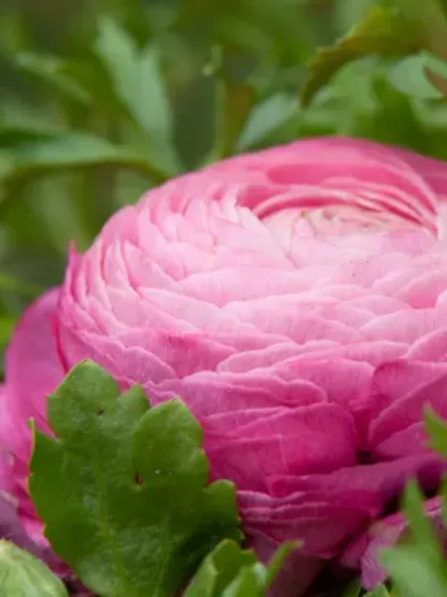 CONHEÇA A INCRÍVEL FLOR DE RUNUNCULUS E DESCUBRA COMO CULTIVAR EM CASA