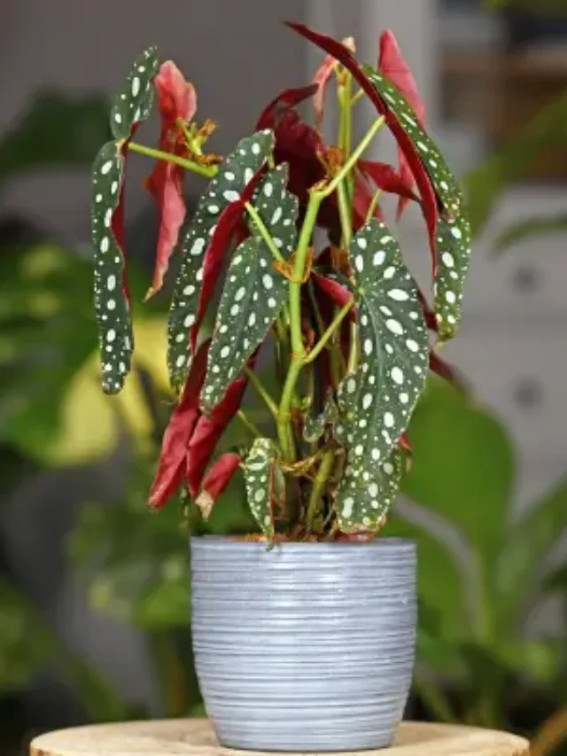 BEGÔNIA MACULATA CONHEÇA ESSA INCRÍVEL PLANTA EXÓTICA