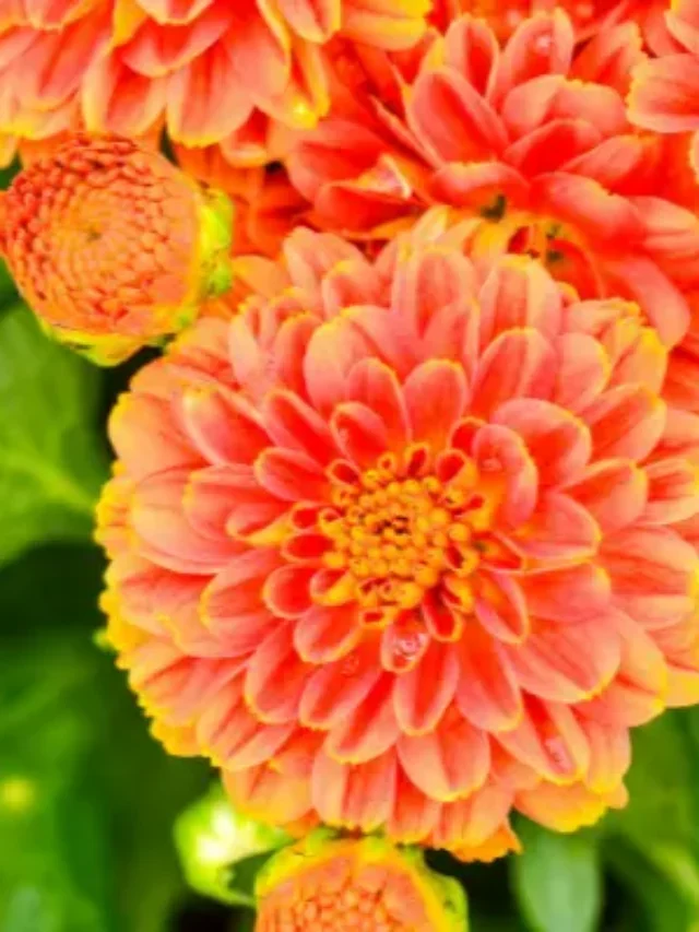 FLOR DE CRISÂNTEMO CONHEÇA E DESCUBRA OS SEGREDOS DO SEU CULTIVO