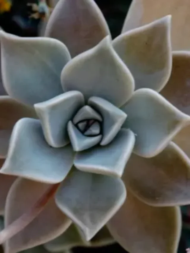 VOCÊ PRECISA CONHECER A PLANTA FANTASMA E APRENDA A CULTIVAR