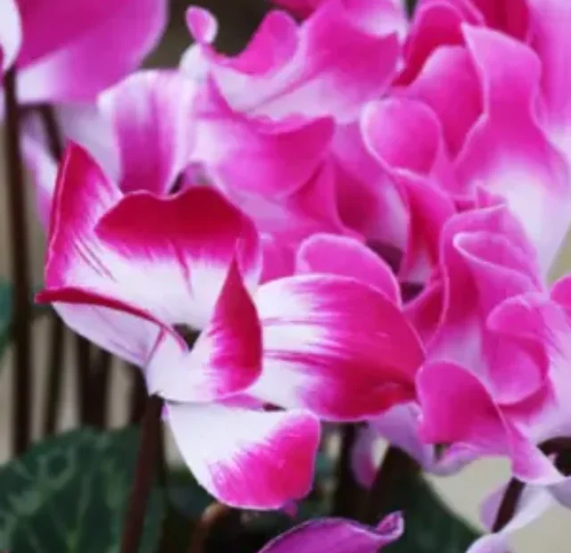 Como plantar Flor ciclame e cultivar em seu jardim