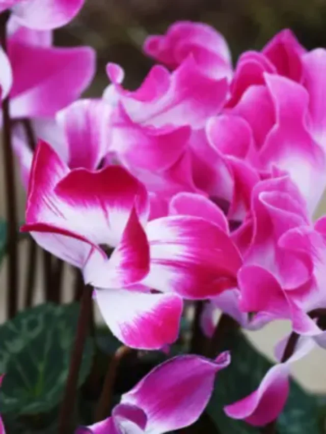 IMPERDÍVEL CONHEÇA A FLOR DE CICLAME E APRENDA COMO CULTIVAR