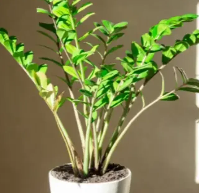 Como plantar Zamioculca em vaso e cultivar em casa