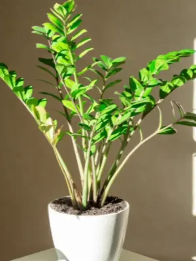 COMO CULTIVAR A ZAMIOCULCA EM VASO COM TÉCNCA INFALÍVEL