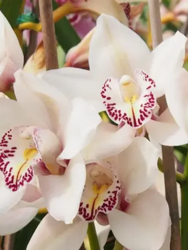 INCRÍVEL ORQUÍDEA BRANCA E SAIBA COMO CULTIVAR EM SEU JARDIM