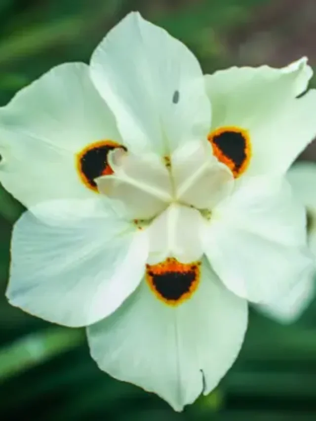 TUDO QUE VOCÊ PRECISA SABER PARA CULTIVAR BOCA-DE-LEÃO EM VASO
