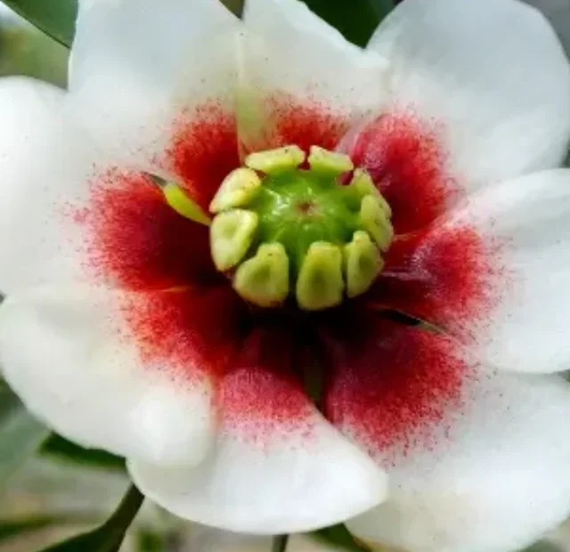 Clusia saiba como plantar e cuidar dela no jardim