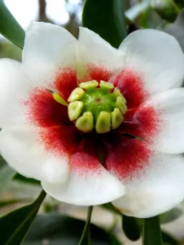 CONHEÇA A INCRÍVEL CLUSIA E DESCUBRA COMO CULTIVAR DA MANEIRA SIMPLES