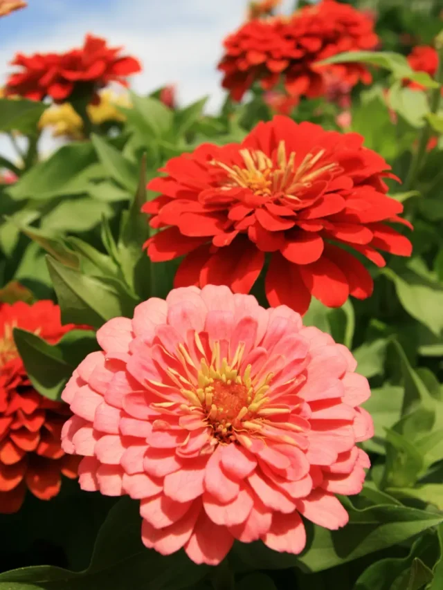 BELÍSSIMAS ZÍNIAS DESCUBRA COMO CULTIVAR DA MANEIRA CERTA