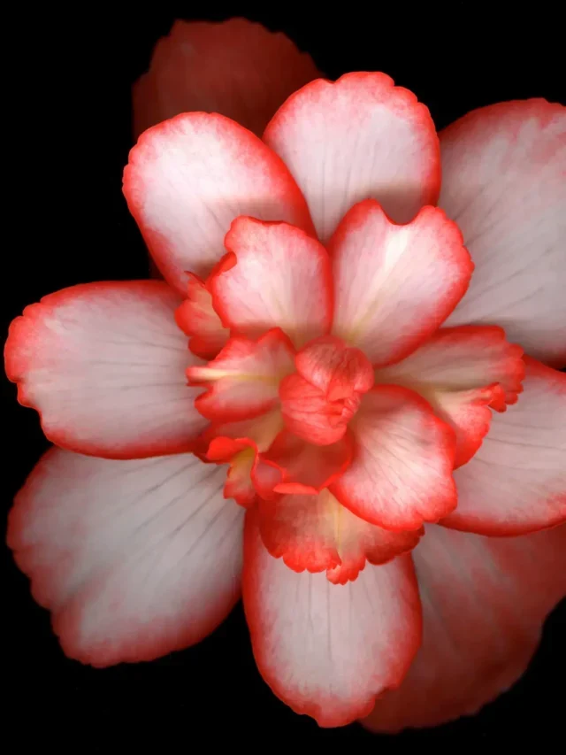 BEGÔNIAS DESCUBRA A MELHOR TÉCNICA DE CULTIVAR NO JARDIM