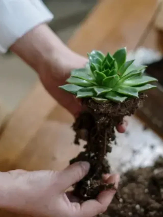 DESCUBRA QUAL A MELHOR FORMA DE ADUBAR SUCULENTA PARA FLORESCER RÁPIDO